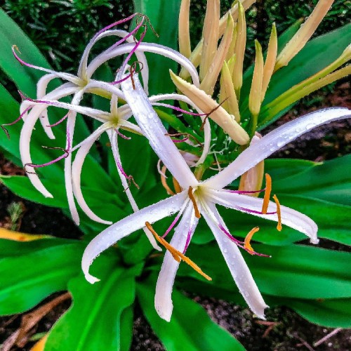 CRINUM ASIATICUM