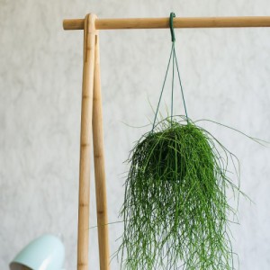 CACTUS COLGAR SUSPENDU