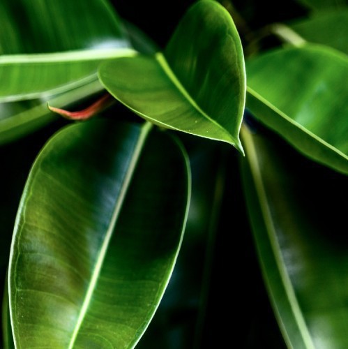 FICUS ELASTICA