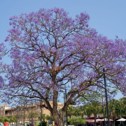 Variant 2