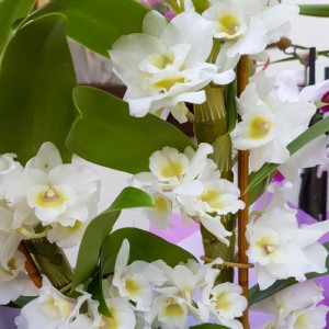 CYMBIDIUM GEMENGD 3 TAK