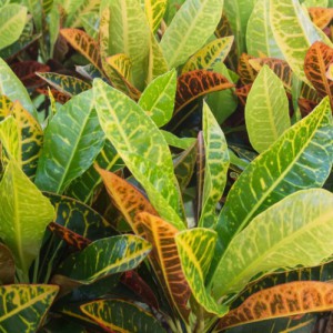CODIAEUM PETRA (CROTON)