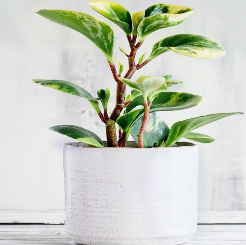PEPEROMIA PROSTRATA