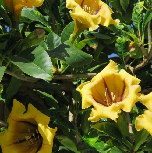 SOLANDRA