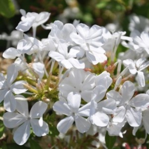 PLUMBAGO CAPENSIS