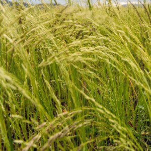 ERAGROSTIS ELIOTTI