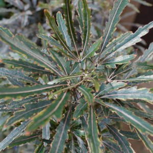 SCHEFFLERA ELEGANTISSIMA (FAUX ARALIA)