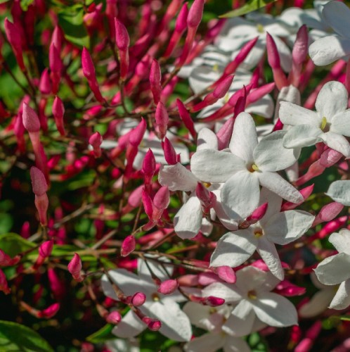 JASMINUM POLYANTHUM (JASMIN ROSE)