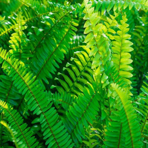 NEPHROLEPIS EXALTATA (FOUGERE)