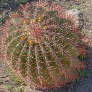 FEROCACTUS PILOSUS