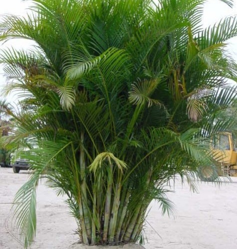 DYPSIS LUTESCENS (ARECA)