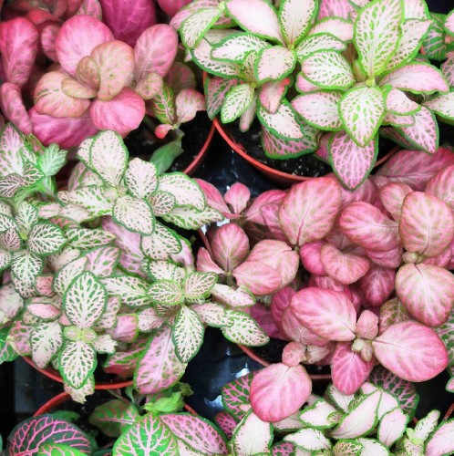 FITTONIA