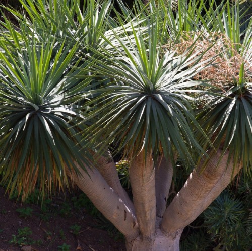 DRACAENA DRACO