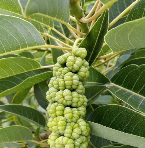PHYTOLACCA DIOICA