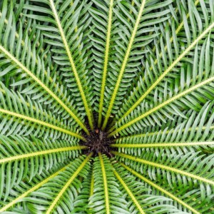 DICKSONIA ANTARCTICA