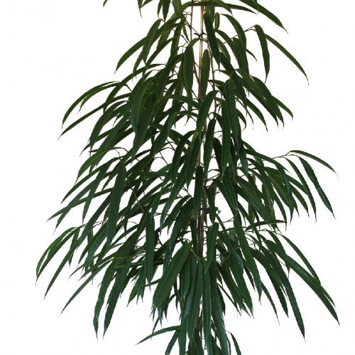 FICUS ALII