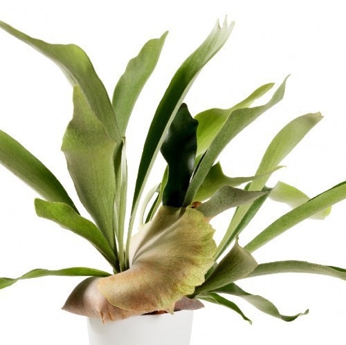 PLATYCERIUM BIFURCATUM