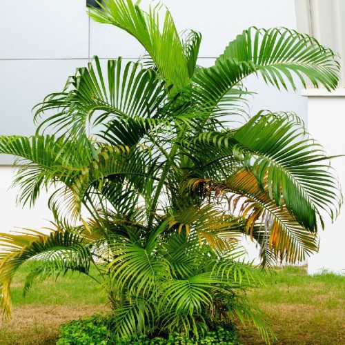DYPSIS LUTESCENS (ARECA)