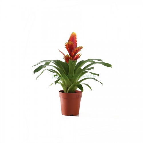 VRIESEA SPLENDENS
