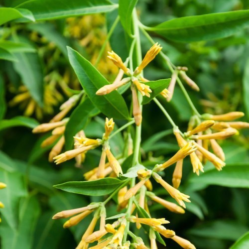 CESTRUM NOCTURNUM (GALANT DE NUIT)