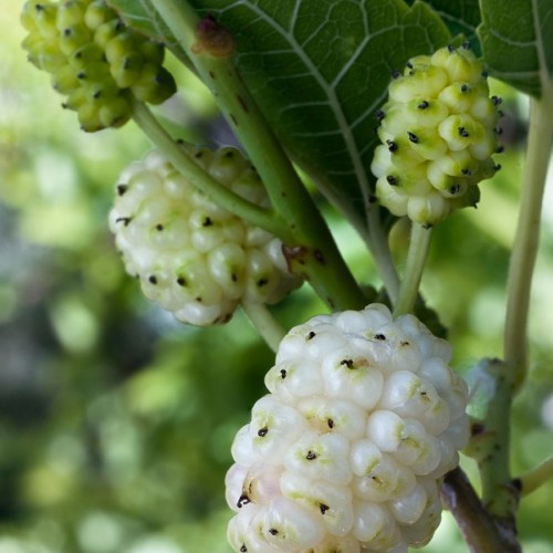 MORUS ALBA (MURIER BLANC)