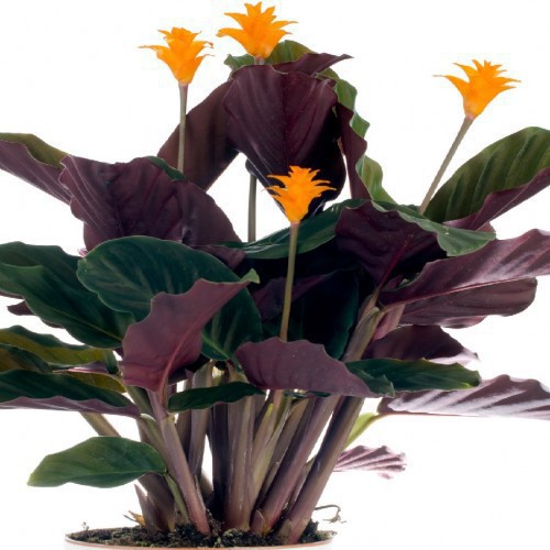 CALATHEA CROCATA CANDELA