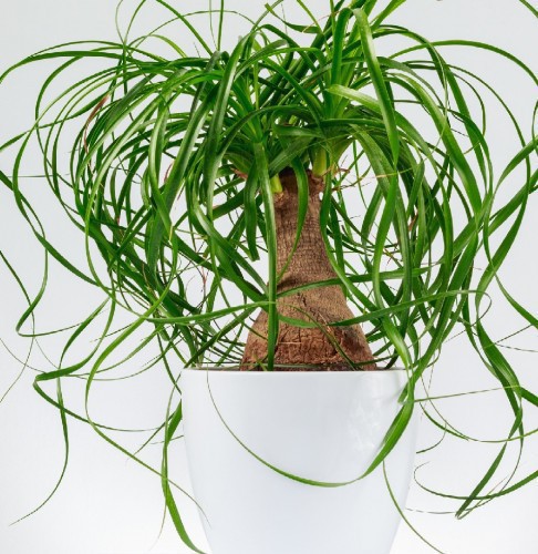 NOLINA RECURVATA