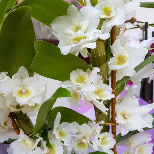 DENDROBIUM