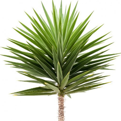YUCCA ALOIFOLIA