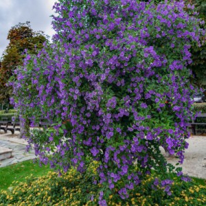 SOLANUM RANTONNETII (TUTEUR)