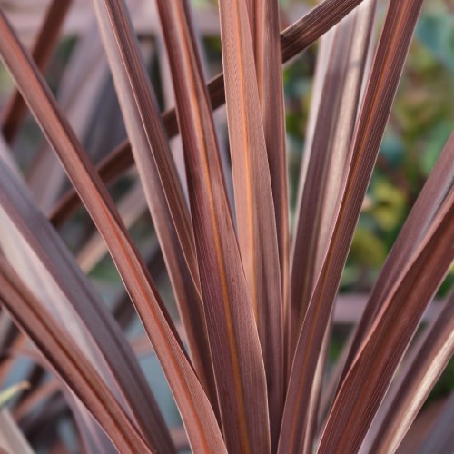 CORDYLINE