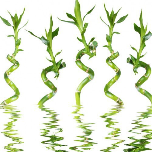 DRACAENA S.LUCKY BAMBOO SPIRAAL