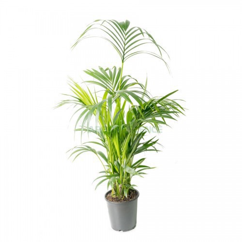 HOWEA FORSTERIANA (KENTIA)