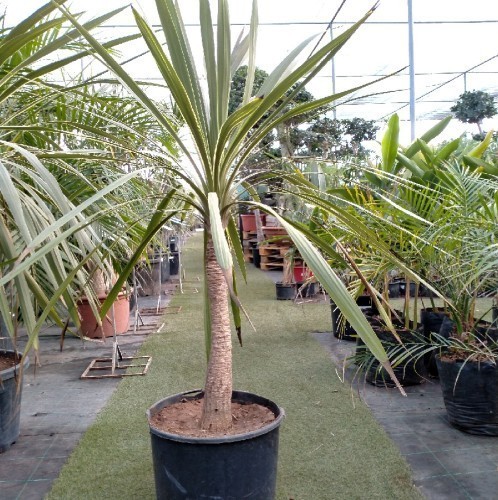 CORDYLINE