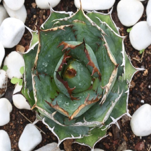 AGAVE TITANOTA