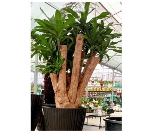 DRACAENA F MASSANGEANA ZWAAR VERTAKT