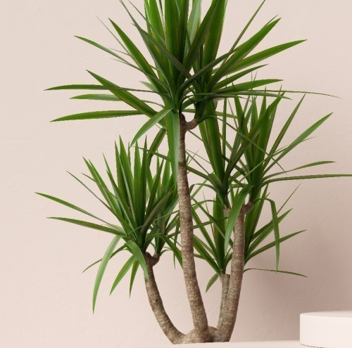 YUCCA ELEPHANTIPES