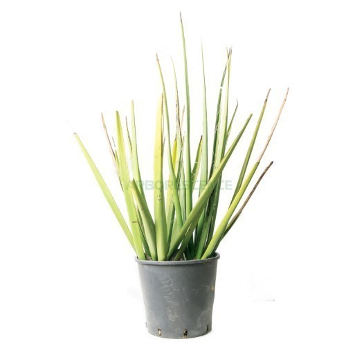 HESPERALOE FUNIFERA