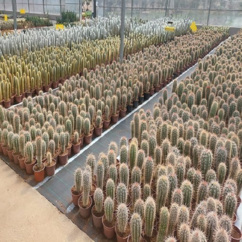 CACTUS