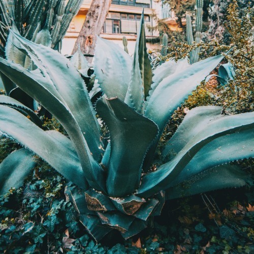 AGAVE FEROX