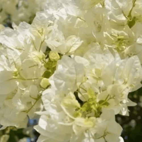 BOUGAINVILLEA