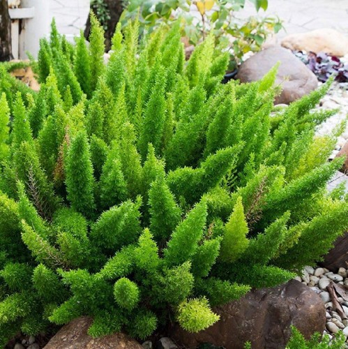 ASPARAGUS MEYERI