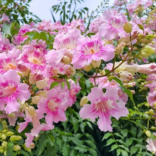 PODRANEA RICASOLIANA (LIANE DE FLORIDE )