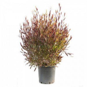 DODONAEA VISCOSA PURPUREA