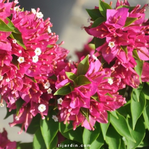 BOUGAINVILLEA JENNAH