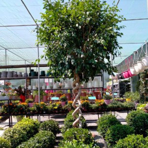 FICUS EXOTICA