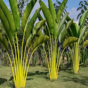 RAVENALA MADAGASCARIENSIS (ARBRE DU VOYAGEUR)