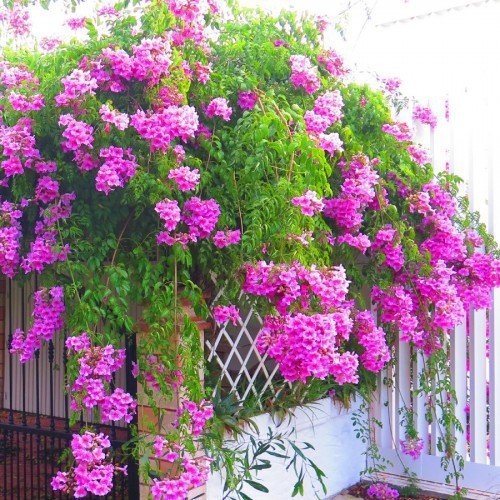 PODRANEA RICASOLIANA (LIANE DE FLORIDE )