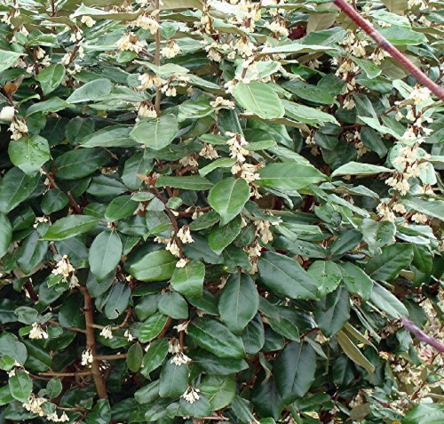 ELEAGNUS EBBINGEI