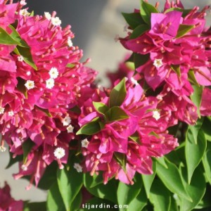 BOUGAINVILLEA JENNAH